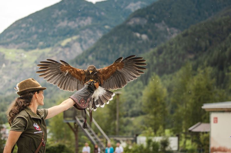 Ötztal, Umhausen, Ötztaler Greifvogelpark, Sommer, Familie, Kinder, Summer Card